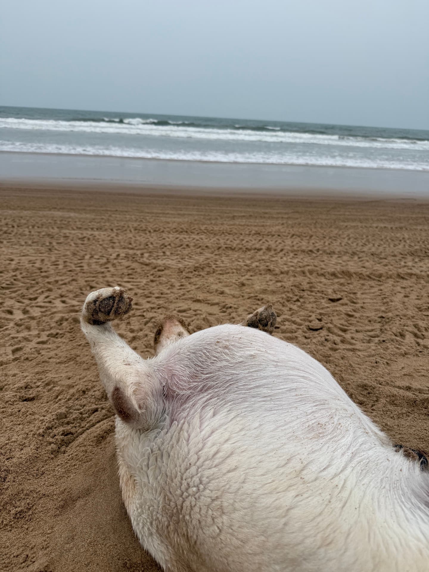 Ramapuram Beach, shared by a dog parent